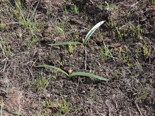 Allium tulipifolium (Allium tulipifolium)