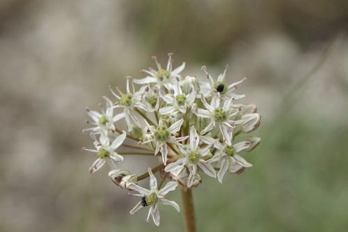 Allium tulipifolium (Allium tulipifolium)