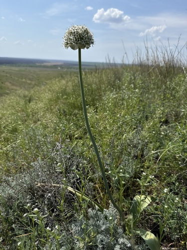 Allium tulipifolium (Allium tulipifolium)