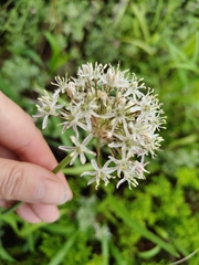 Allium tulipifolium (Allium tulipifolium)