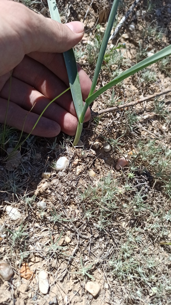 Allium turkestanicum (Allium turkestanicum)