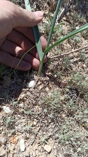 Allium turkestanicum (Allium turkestanicum)