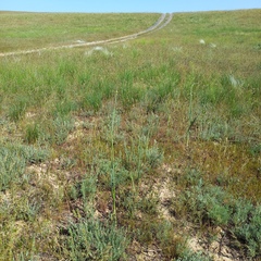 Allium turkestanicum (Allium turkestanicum)