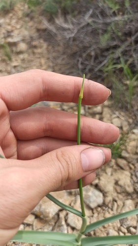 Allium turkestanicum (Allium turkestanicum)