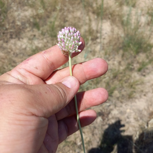 Allium turkestanicum (Allium turkestanicum)