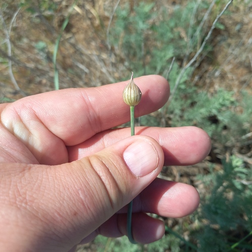 Allium turkestanicum (Allium turkestanicum)