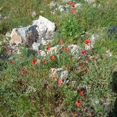 Allium turkestanicum (Allium turkestanicum)