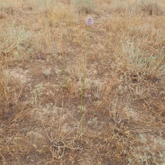 Allium turkestanicum (Allium turkestanicum)