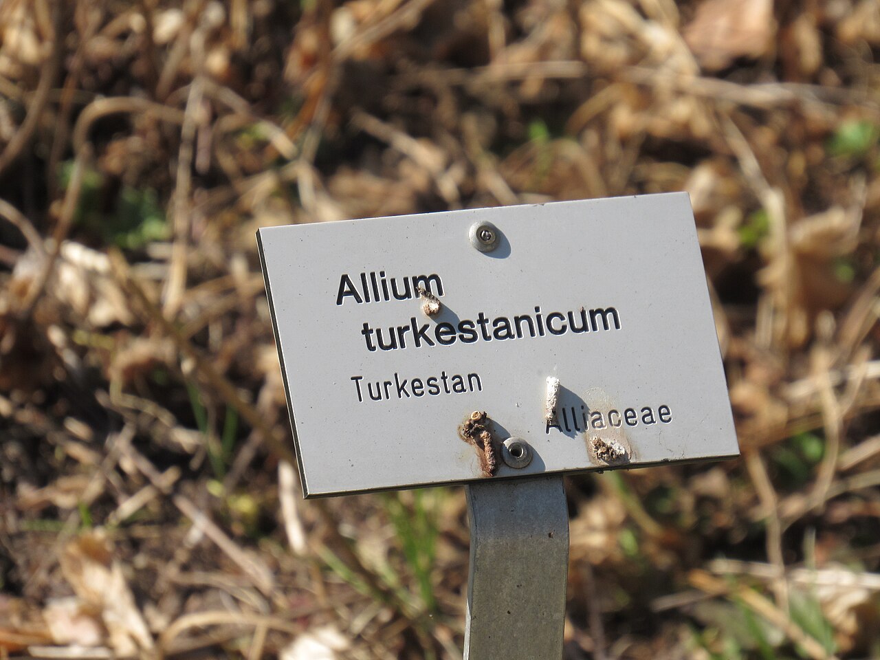 Allium turkestanicum: Informationstafel Allium turkestanicum im Ökologisch-Botanischen Garten in Bayreuth