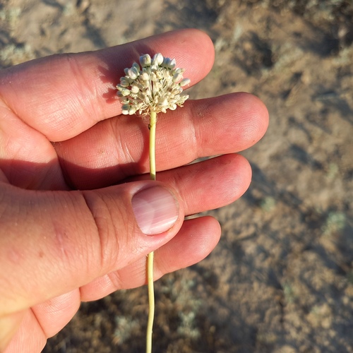 Allium turkestanicum (Allium turkestanicum)