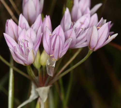 Oneleaf onion (Allium unifolium)