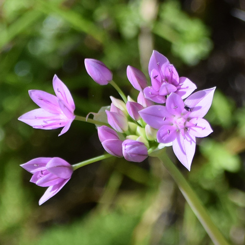 Oneleaf onion (Allium unifolium)