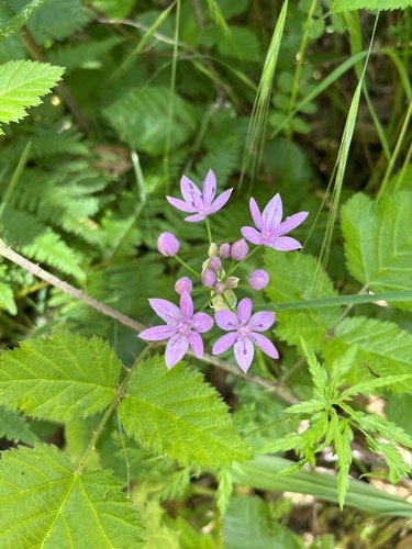 Oneleaf onion (Allium unifolium)