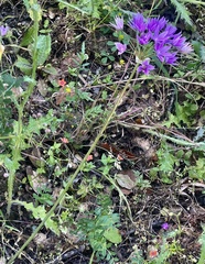 Oneleaf onion (Allium unifolium)