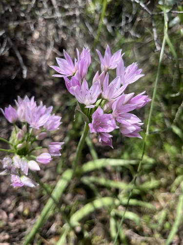Oneleaf onion (Allium unifolium)