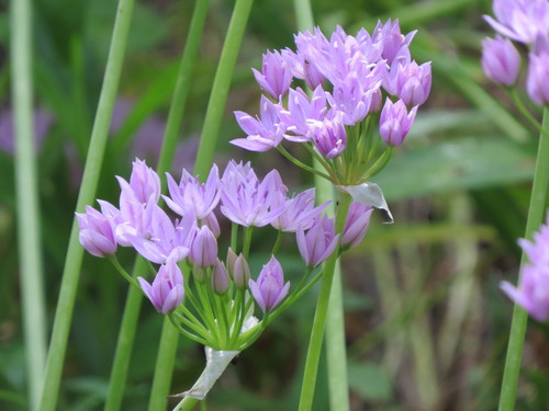 Oneleaf onion (Allium unifolium)