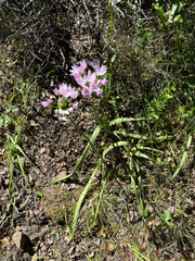 Oneleaf onion (Allium unifolium)