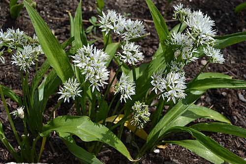 Ramsons: Allium ursinum