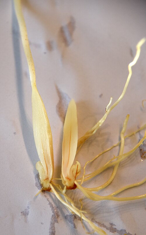 Ramsons: Allium ursinum bulbs and roots. cut in half.