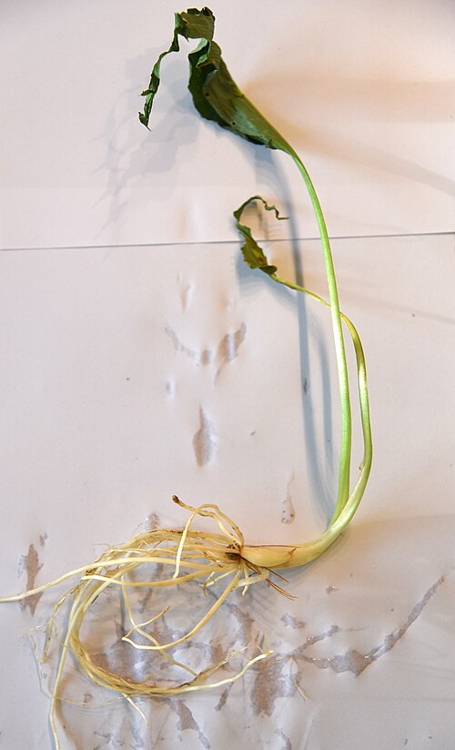 Ramsons: Allium ursinum bulbs and roots.