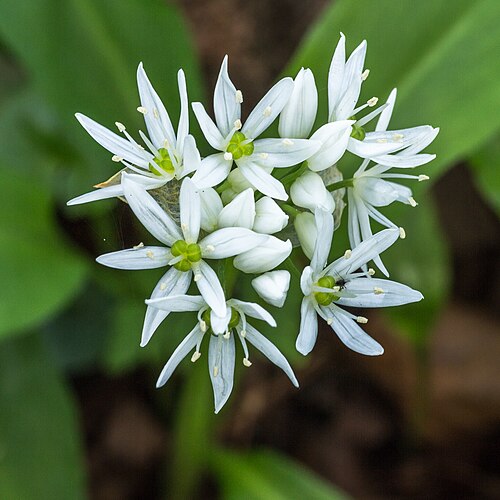 Ramsons: Allium ursinum . Location, Garden Tuinreservaat Jonker Valley.