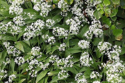 Ramsons: Ail des ours