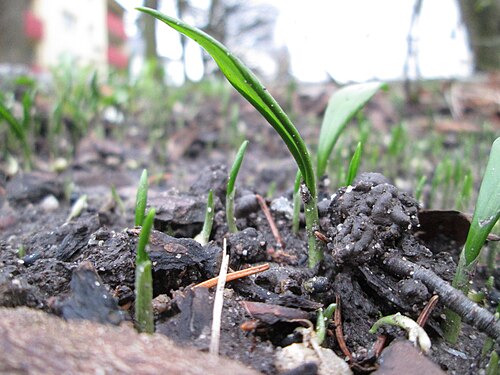 Ramsons: Der erste Bärlauch ( Allium ursinum ) in Hockenheim