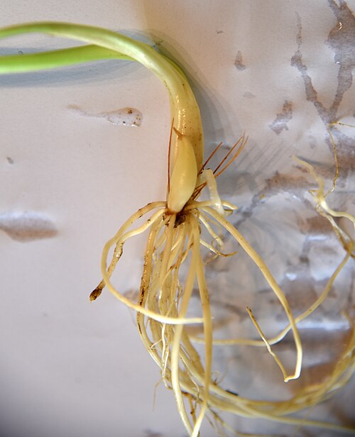 Ramsons: Allium ursinum bulbs and roots.