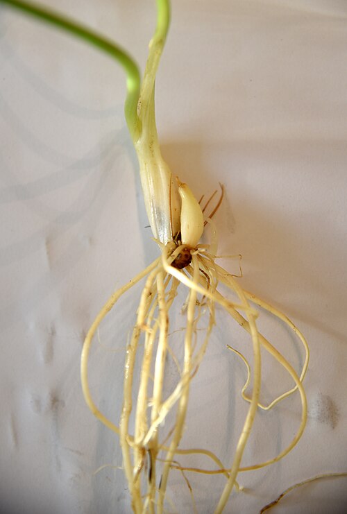 Ramsons: Allium ursinum bulbs and roots.