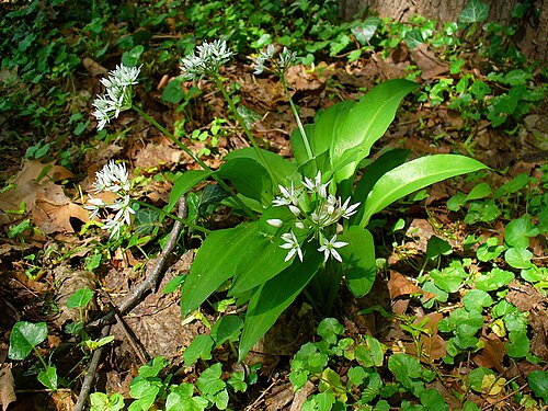Ramsons: Allium ursinum , Alliaceae, Ramsons, Buckrams, Wild Garlic, Broad-leaved Garlic, Wood Garlic, Bear's Garlic, habitus; Karlsruhe, Germany. The blooming plants ar
