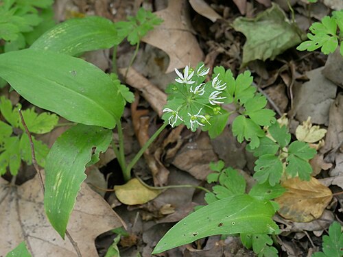 Ramsons: Dans le 'Waldhof', Réserve Naturelle Nationale de la Robertsau et de la Wantzenau
