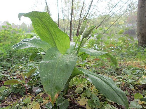 Ramsons: Bärlauch ( Allium ursinum ) an der Saar in Saarbrücken