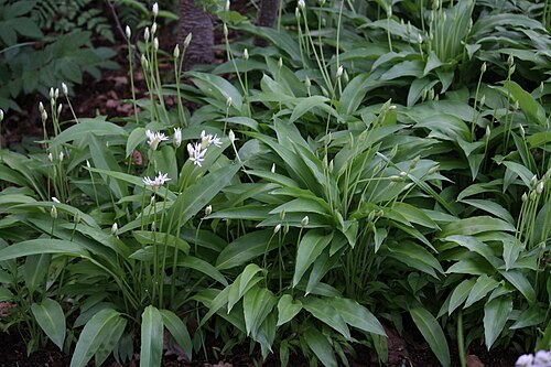 Ramsons: Bear leek, ramsons, buckrams, wild garlic, broad-leaved garlic or wood garlic (Allium ursinum) - Botanical Garden of the University of Tartu, Estonia