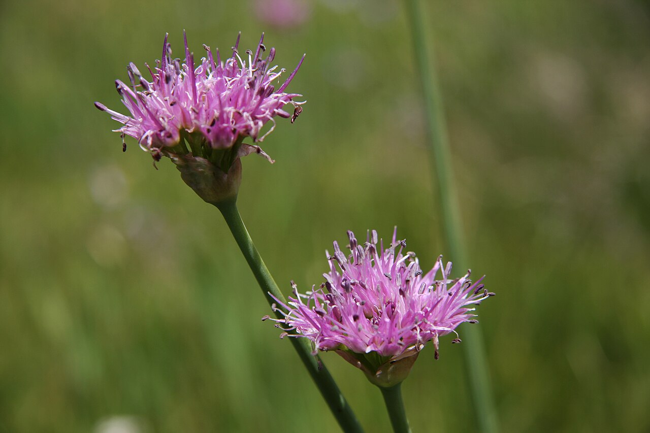 Pacific onion: Allium validum — Swamp onion, closeup of flower. Meadow above Purple Lake, John Muir Wilderness , Sierra Nevada mountains, California.