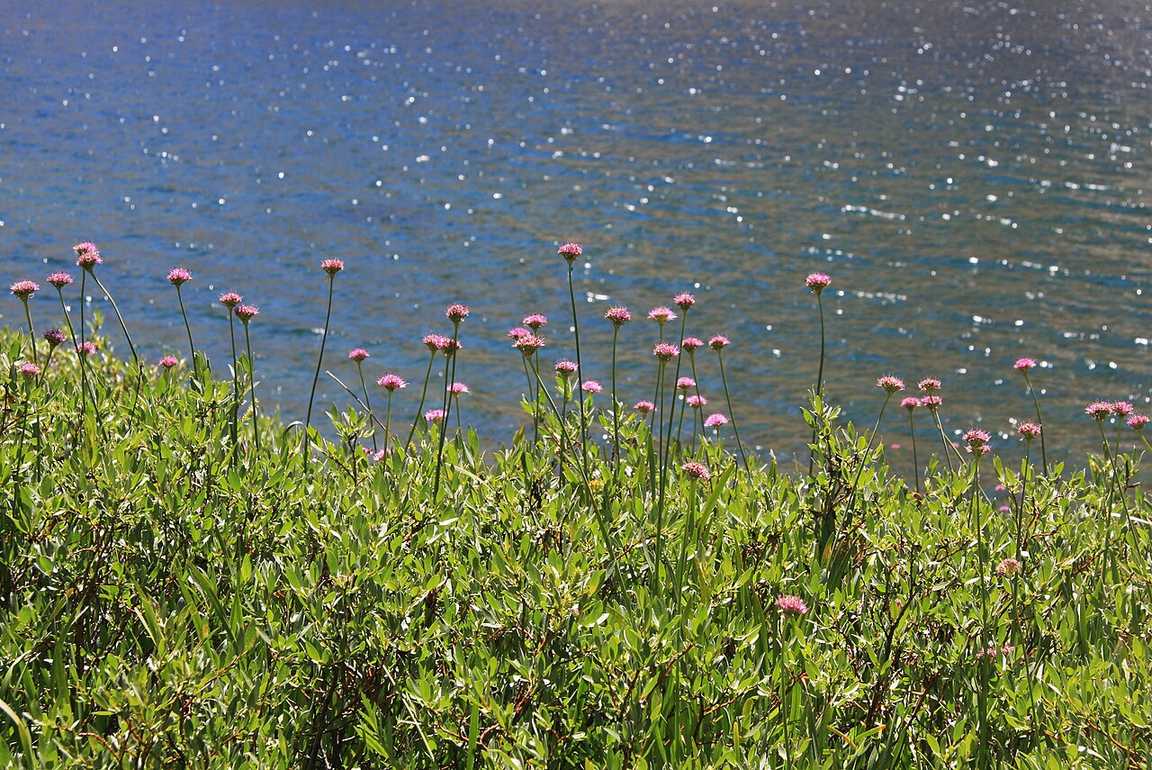 Pacific onion: Allium validum — Swamp onions. Silhouetted against Summit Lake, at 10,200 ft, in the Hoover Wilderness , Sierra Nevada, California.