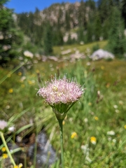 Pacific onion (Allium validum)
