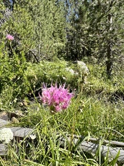 Pacific onion (Allium validum)
