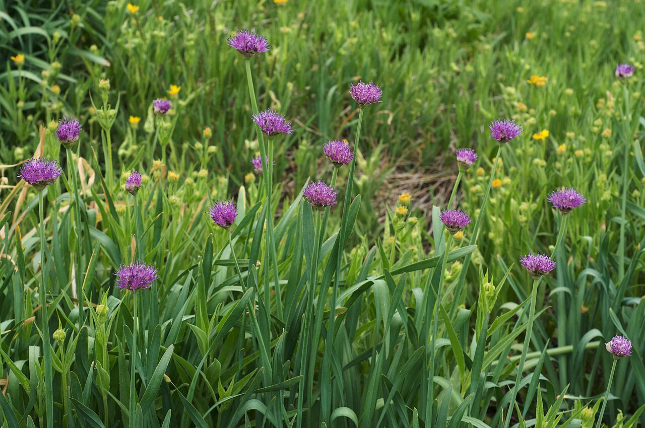 Pacific onion: Species from Western North America Common names: Swamp Onion, Pacific Mountain Onion, Pacific Onion Photographed at Saddlebag Lake, Inyo National Forest, Mono C