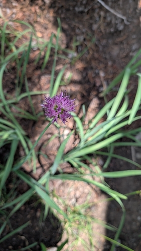 Pacific onion (Allium validum)