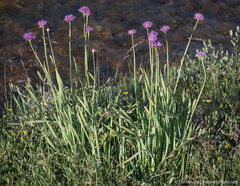 Pacific onion (Allium validum)