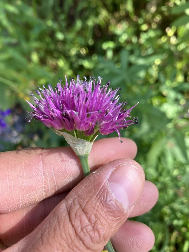 Pacific onion (Allium validum)