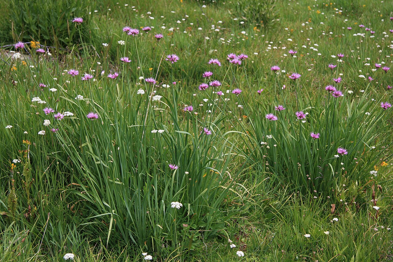 Pacific onion: Allium validum — Swamp onions. In meadow above Purple Lake, in the John Muir Wilderness , Sierra Nevada, California.