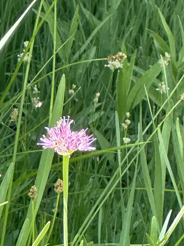 Pacific onion (Allium validum)