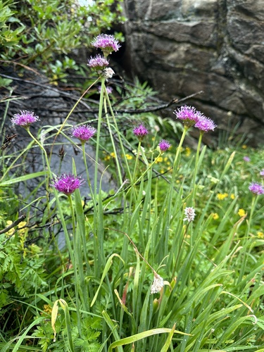 Pacific onion (Allium validum)