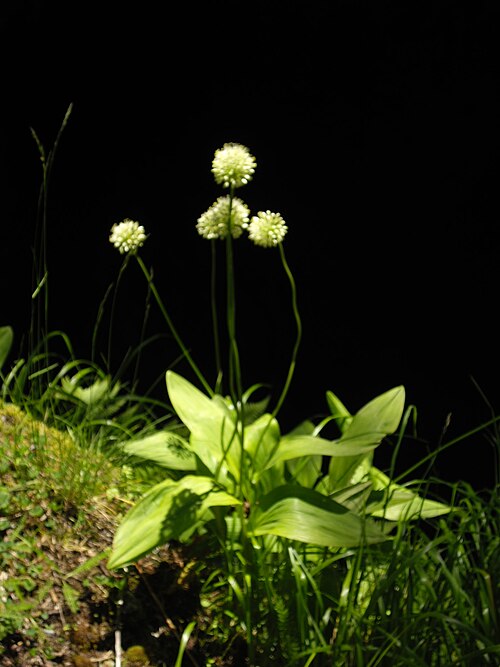 Victory onion: Allium victorialis