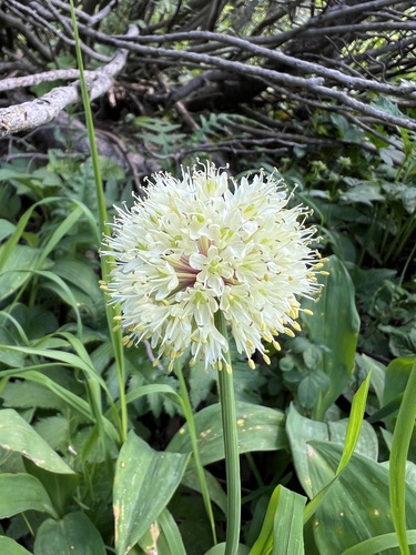 Victory onion (Allium victorialis)