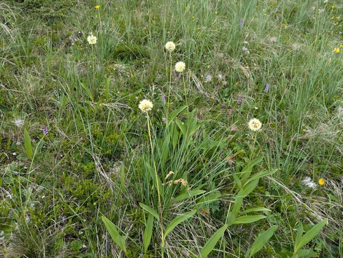 Victory onion (Allium victorialis)