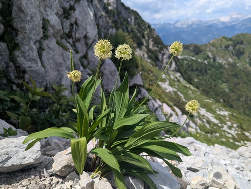 Victory onion (Allium victorialis)