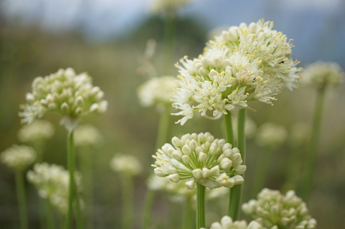 Victory onion (Allium victorialis)