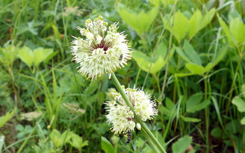 Victory onion (Allium victorialis)
